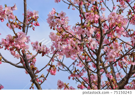 Yoshino cherry tree March part 5 Yoshino cherry tree March part 5 75150243