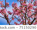 Yoshino cherry tree March 6 75150290