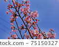 Yoshino cherry tree March 7 75150327