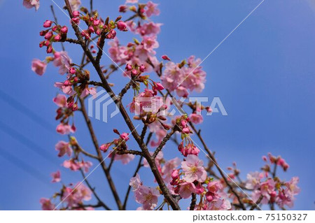 Yoshino cherry tree March 7 Yoshino cherry tree March 7 75150327