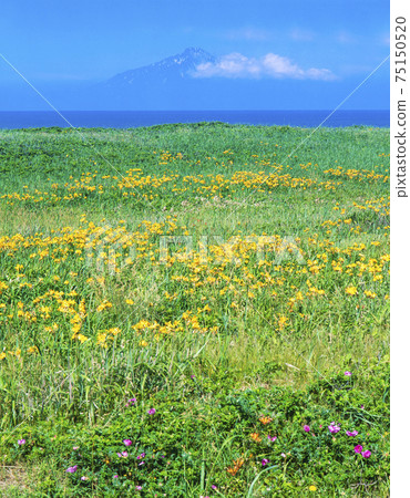 Toyotomi-cho, Hokkaido Hamanasu, Ezokanzo and Rishirifuji 75150520