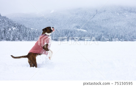 Adorable Female Boxer Dog playing in a snow Adorable Female Boxer Dog playing in a snow 75150595