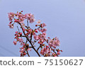 Yoshino cherry tree March 8 75150627