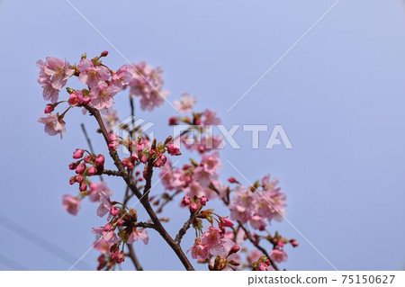 Yoshino cherry tree March 8 Yoshino cherry tree March 8 75150627