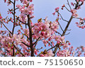 Yoshino cherry tree March part 9 75150650
