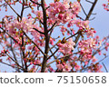 Yoshino cherry tree March 10 75150658