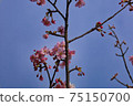 Yoshino cherry tree March 11 75150700