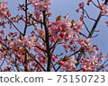Yoshino cherry tree March 12 75150723