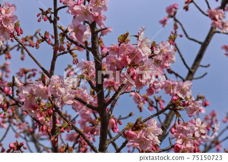 Yoshino cherry tree March 12 Yoshino cherry tree March 12 75150723