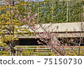 Yoshino cherry tree March 12 75150730