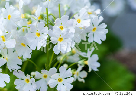 Spring flower Marakoides 75151242