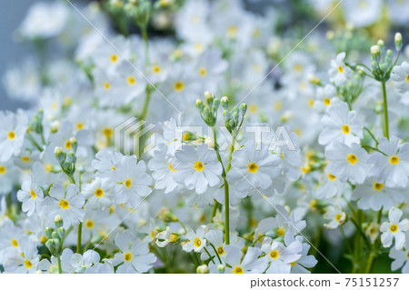 春天的花朵Marakoides 春天的花朵Marakoides 75151257