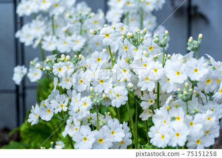 春天的花朵Marakoides 春天的花朵Marakoides 75151258