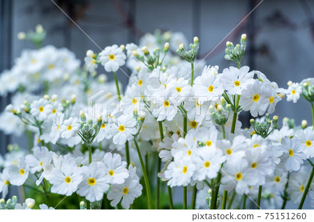 Spring flower Marakoides 75151260