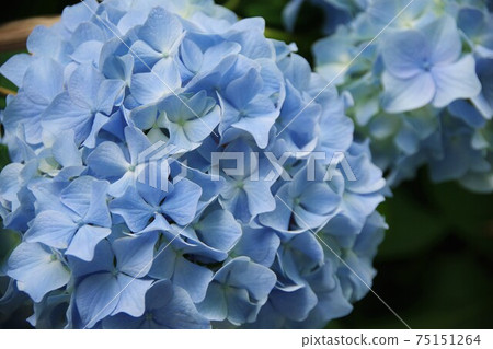 hydrangea hydrangea 75151264
