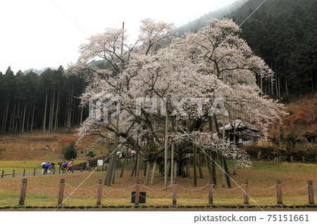 Usuzumi Zakura Village: Neoji, 83 (Sawara, Motosu City, Gifu Prefecture) Usuzumi Zakura Village: Neoji, 83 (Sawara, Motosu City, Gifu Prefecture) 75151661