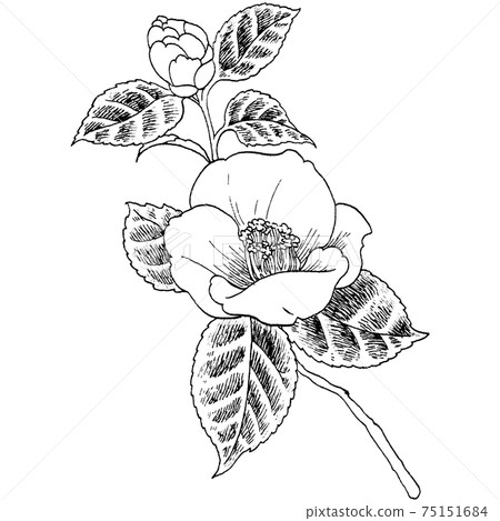 Botanical illustration-Camellia 75151684