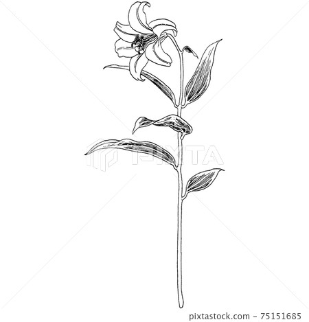 植物插圖-金色百合 75151685