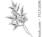 植物插圖-南迪娜 75151696
