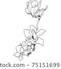 植物插圖木蘭 75151699