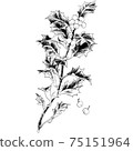 植物插圖冬青 75151964