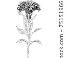 植物插圖-雞冠花 75151966