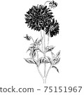 植物插圖大麗花 75151967