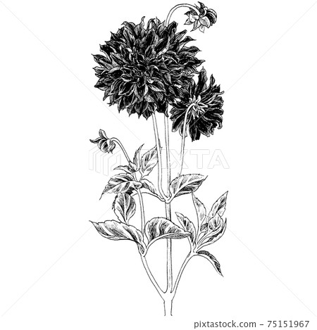 植物插圖大麗花 75151967