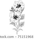 植物插圖木槿 75151968