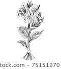 植物插圖-卡納 75151970
