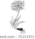 植物插圖百子蓮 75151972