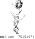 植物插圖鬱金香 75151974