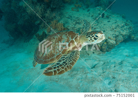 Green turtle swimming gracefully in the water 75152001