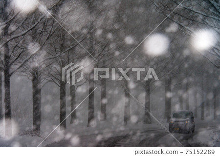 下雪的金澤一排水杉樹 下雪的金澤一排水杉樹 75152289