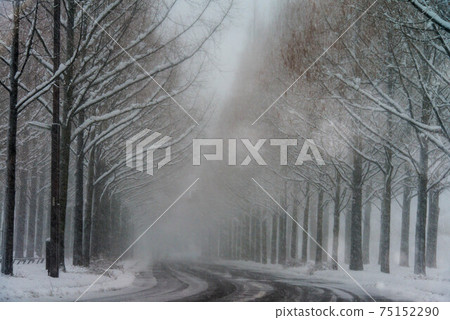 下雪的金澤一排水杉樹 下雪的金澤一排水杉樹 75152290