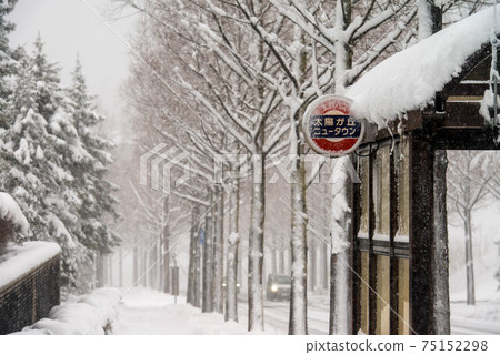 A row of Metasequoia trees in Kanazawa where it snows A row of Metasequoia trees in Kanazawa where it snows 75152298