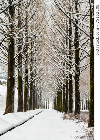 A row of Metasequoia trees in Kanazawa where it snows A row of Metasequoia trees in Kanazawa where it snows 75152309