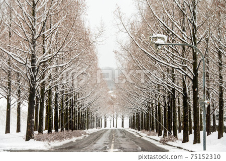下雪的金澤一排水杉樹 75152310