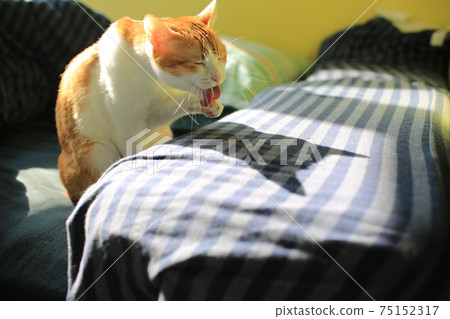 cat living clean itself 75152317