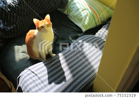 cat living clean itself cat living clean itself 75152319