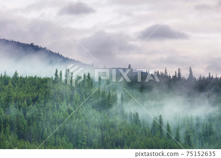 Fog in the forest 75152635