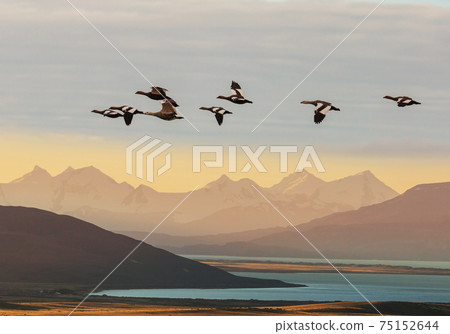 Birds in Patagonia 75152644