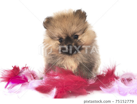 puppy pomeranian in studio 75152779