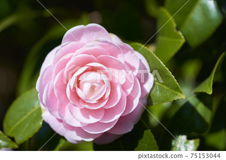 Tsubaki的山茶花 75153044