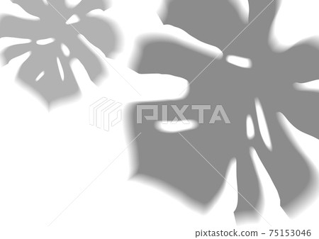 Transparent shadow overlay of a Monstera leaf Transparent shadow overlay of a Monstera leaf 75153046