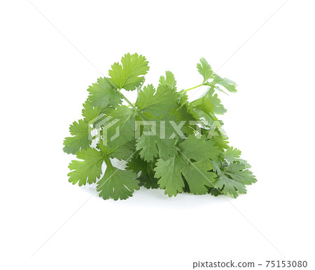 coriander leaves isolated on white background coriander leaves isolated on white background 75153080