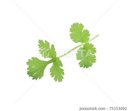 coriander leaves isolated on white background 75153092