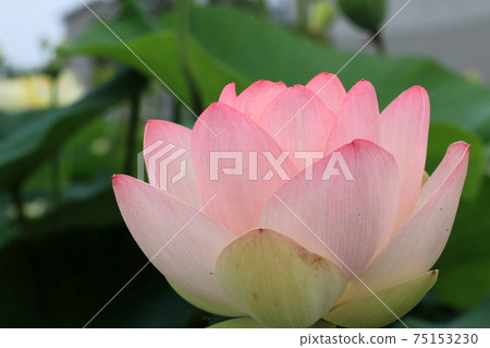 Basho's Oku no Kizuna 15 (Ogaki City, Gifu Prefecture) 75153230