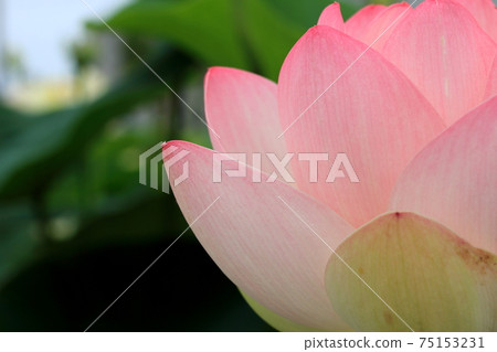 Basho's Oku no Kizuna 16 (Ogaki City, Gifu Prefecture) 75153231