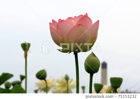 Basho's Oku no Kizuna, 17 (Ogaki City, Gifu Prefecture) 75153232